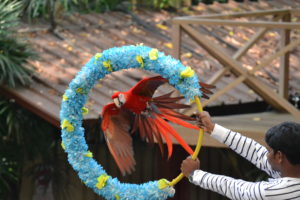 Jurong Bird Park, FamilyFoodTravels.com, Linu Freddy