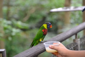 Jurong Bird Park, FamilyFoodTravels.com, Linu Freddy