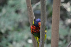 Jurong Bird Park, FamilyFoodTravels.com, Linu Freddy