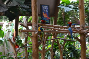 Jurong Bird Park, FamilyFoodTravels.com, Linu Freddy