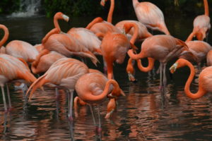 Jurong Bird Park, FamilyFoodTravels.com, Linu Freddy