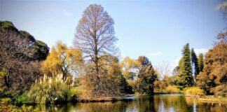 Adelaide Botanic Gardens